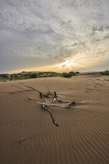 Beach "Platja del Fangar", Vegetation, nature reserve, ebro delta, Catalonia, Spain, Europe