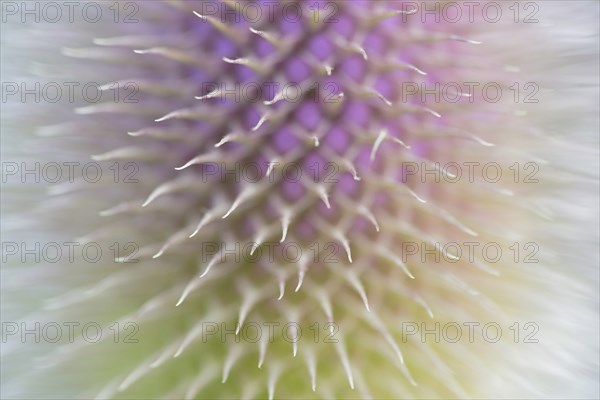 Wild teasel (Dipsacus fullonum), inflorescence in front of flowering, close-up, North