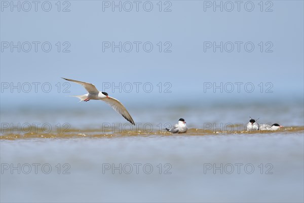Elegant tern (Thalasseus elegans) flying in the sky above the sea, hunting, ebro delta, Catalonia,