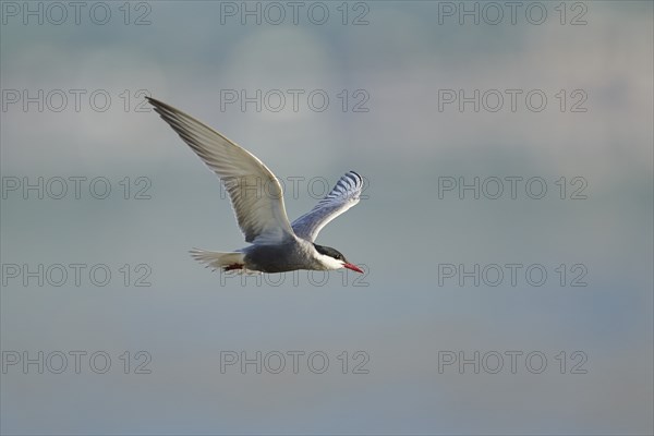Whiskered tern (Chlidonias hybrida) flying in the sky, hunting, ebro delta, Catalonia, Spain,