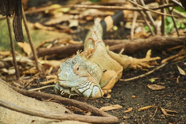 Green iguana (Iguana iguana), portrait, Bavaria, Germany, Europe