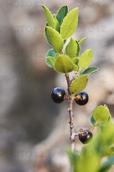 Mediterranean buckthorn (Rhamnus alaternus) growing at Mount "La Talaia del Montmell" at evening,