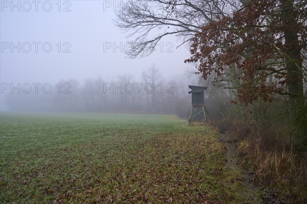 Edge of the forest with meadow and hunting blind on a foggy morning, Kreuzwertheim, Spessart,