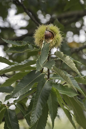 Sweet chestnut (Castanea sativa), Lower Saxony, Germany, Europe