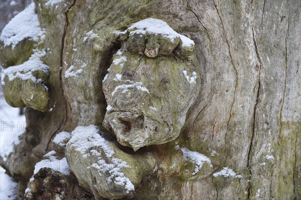 Tree face in an old beech in winter, Sababurg primeval forest, Reinhardswald, Hesse, Germany,