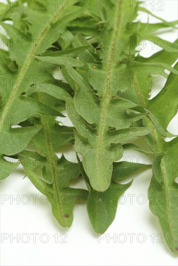 Common dandelion (Taraxacum) Ruderalia, Taraxacum officinale, medicinal plant, the most important