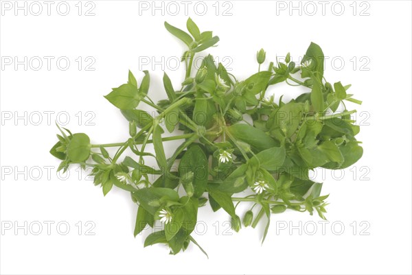 Greater stitchwort (Stellaria holostea), Rabelera holostea, also Common Chickweed, medicinal plant
