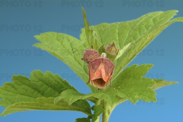 Water avens (Geum rivale), medicinal plant, medicinal use