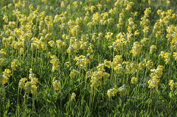 Meadow common cowslip (Primula veris) or cowslip, flowering, Thuringia, Germany, Europe