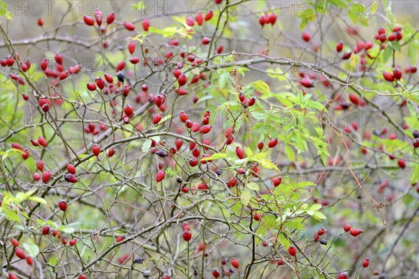 Branches with red rose hips, fruit stands, Moselle, Rhineland-Palatinate, Germany, Europe