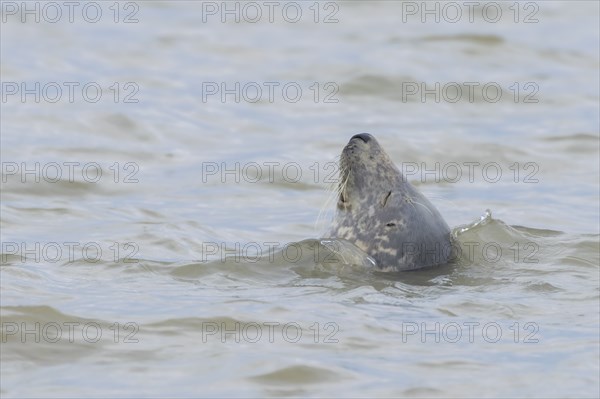Grey (Halichoerus grypus) seal adult animal sleeping in the sea, Norfolk, England, United Kingdom,