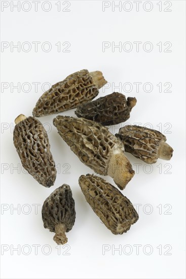 Black morel (Morchella conica)