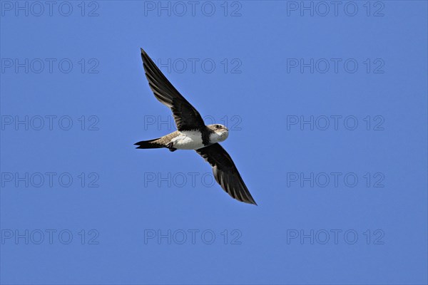 Alpine swift (Apus melba), adult, in flight, Switzerland, Europe