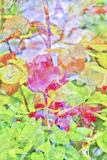 Oil painting, rose (pink), delicate bright flowers, red, yellow and orange flowers creative,