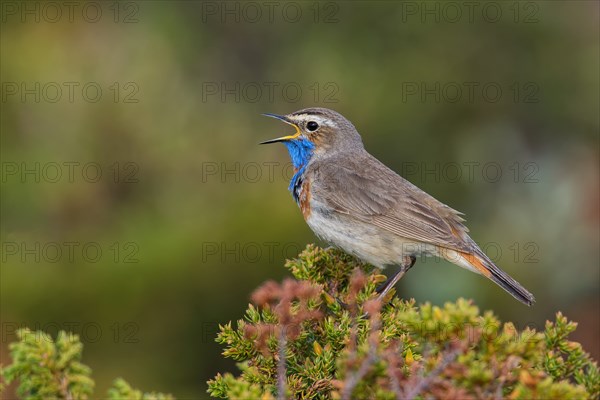 Red-spotted bluethroat (Luscinia svecica svecica) sings, Dovrefjell Sunndalsfjella National Park,