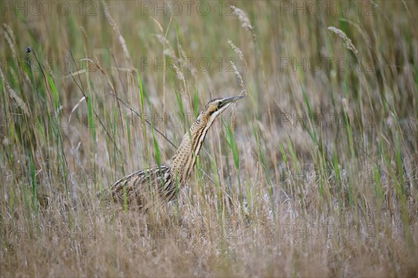 Eurasian bittern (Botaurus stellaris) hunting in the reeds, Neusiedeler See National Park,