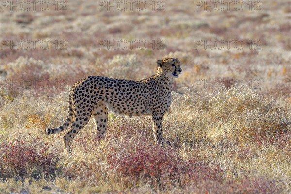 Cheetah (Acinonyx jubatus), male stands in dry grassland, near Namutoni, Etosha National Park,