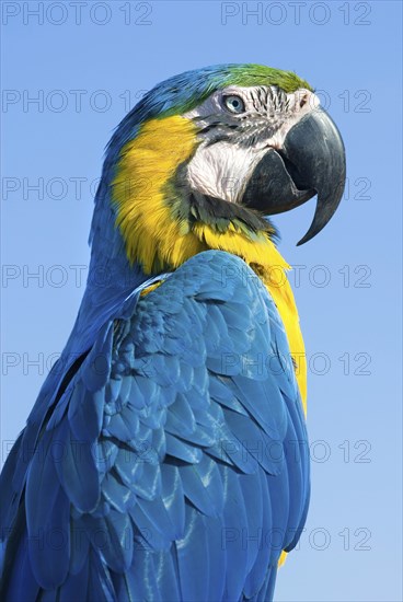 Blue and yellow macaw (Ara ararauna), parrot, bird, colourful, outdoor, sky