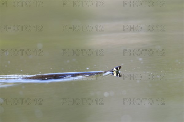 Grass snake (Natrix natrix) swimming in the water of the river Peene, Naturpark Flusslandschaft