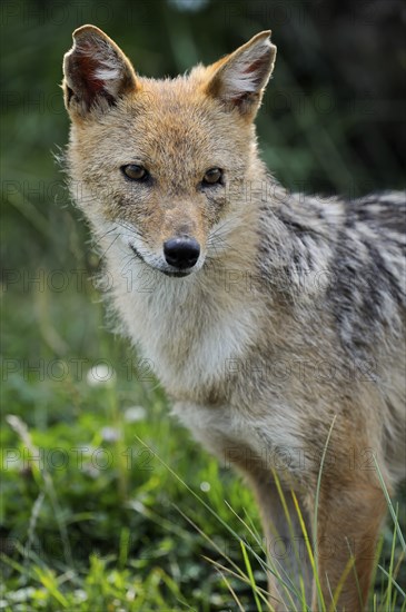Golden jackal (Canis aureus), captive, occurring in Asia and Europe