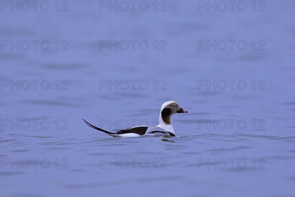 Long-tailed duck (Clangula hyemalis) male swimming in sea in winter