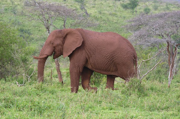 African bush elephant (Loxodonta africana) covered with red soil walking in the savannah, Kwazulu