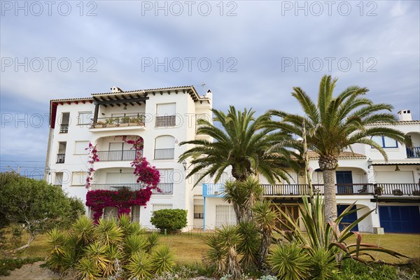 Canary Island date palm (Phoenix canariensis) growing in front of a house near Tarragona,