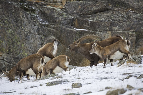 Alpine ibex (Capra ibex) herd with male and females during the rut in winter, Gran Paradiso