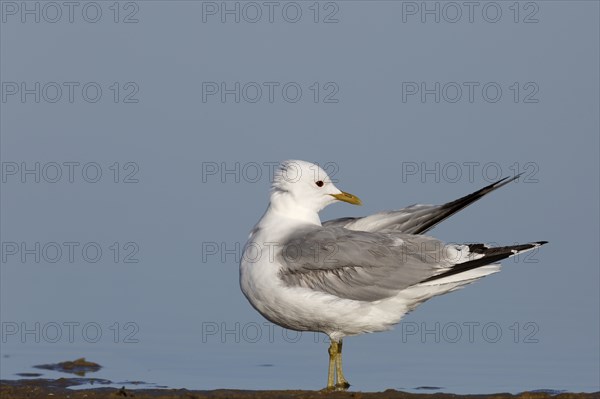Common gull (Larus canus), resting in the water, Lower Saxony Wadden Sea National Park, East