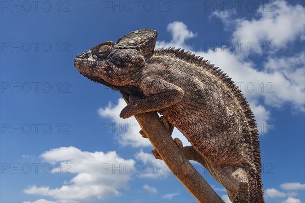 Malagasy giant chameleon (Furcifer oustaleti), Oustalet's chameleon, Central Highlands, Madagascar,