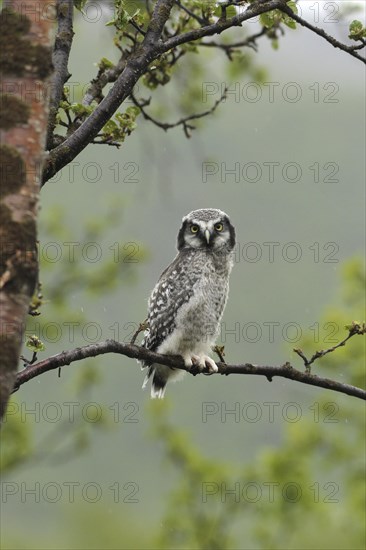 Northern hawk owl (Surnia ulula) almost fledged young bird, Lapland, Norway, Scandinavia, Europe