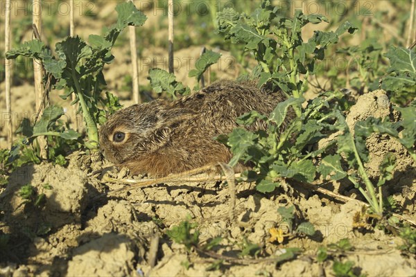 European hare (Lepus europaeus) few days old young squeezing in field, Lower Austria, Austria,