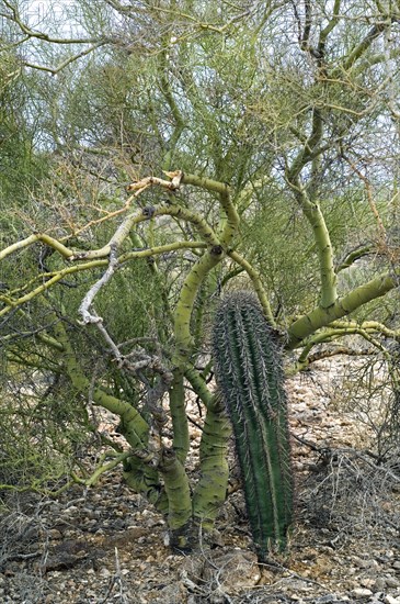 Saguaro (Carnegiea gigantea) growing through the branches of the Foothill Palo Verde, a yellow