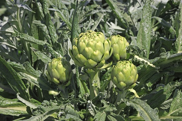 Globe Artichoke (Cynara scolymus)