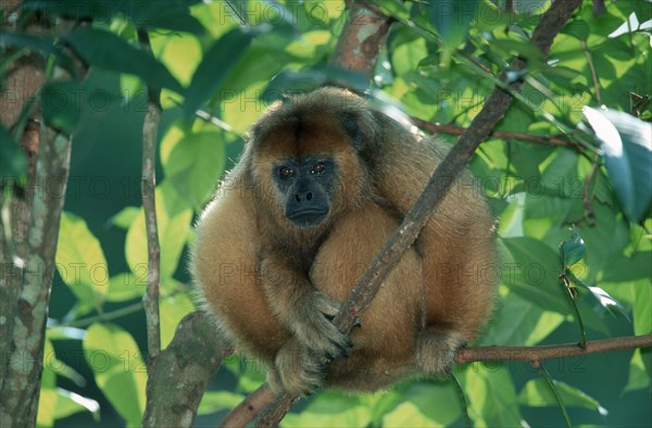Black Howler (Alouatta caraya) Monkey, female, Schwarzer Bruellaffe, weiblich, Schwarzer Brüllaffe
