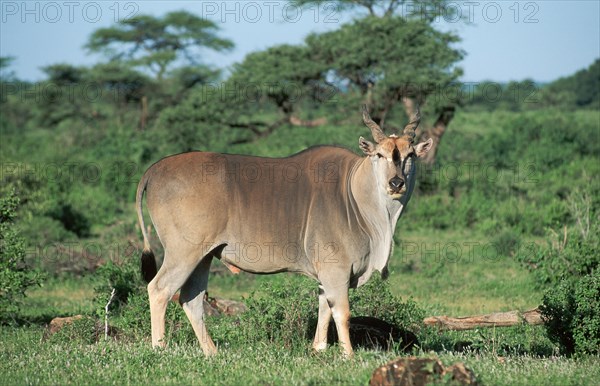 Common Eland (Taurotragus oryx), male, Samburu Game Reserve, Kenya (Tragelaphus oryx), side