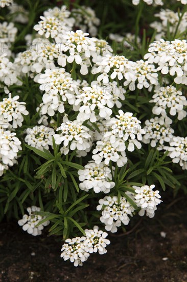 Evergreen evergreen candytuft (Iberis sempervirens)