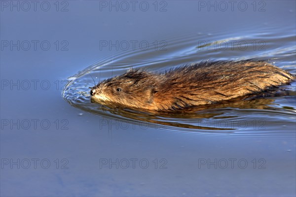 Muskrat (Ondatra zibethicus), California, USA, North America