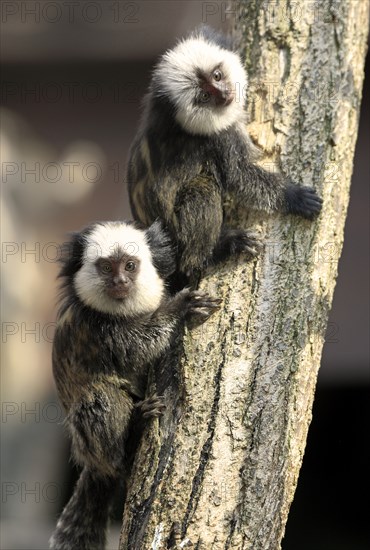 White-faced Marmosets, youngs, Brazil (Callithrix jacchus geoffroyi)