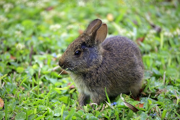 Marsh Rabbit (Sylvilagus palustris), young, Florida, USA, North America