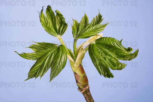 Sycamore maple (Acer pseudoplatanus) bud with new leaves
