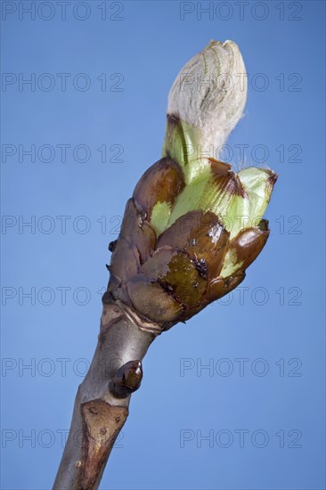 Horse-chestnut (Aesculus hippocastanum), Conker tree bud with leaf emerging, Belgium, Europe