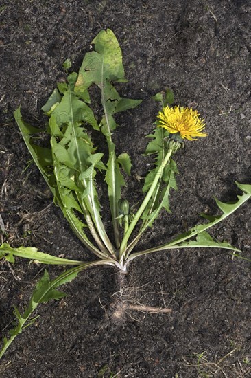 Dandelion (Taraxacum officinale), Common Cow-flower, dandelion (Compositae), Dandelion showing