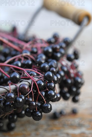 Elder (Sambucus nigra) berries in basket