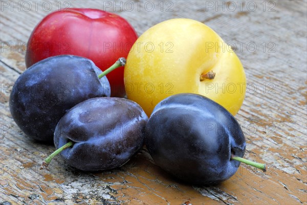 Yellow, red and blue Plums ( Prunus domestica) , Plum, plum, plum