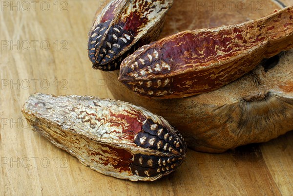 Mahogany seed capsules (Meliaceae)