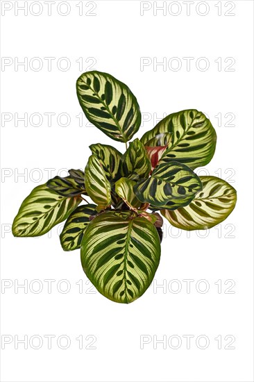 Tropical Calathea Makoyana Prayer Plant, a house plant with beautiful exotic pattern isolated on