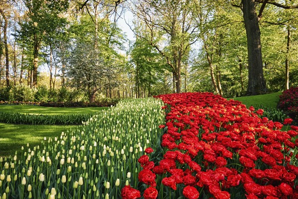 Blooming pink tulips flowerbeds in Keukenhof flower garden, also known as the Garden of Europe, one