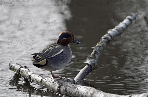 Eurasian teal (Anas crecca), drake, splendid dress, Essen, Ruhr area, North Rhine-Westphalia,