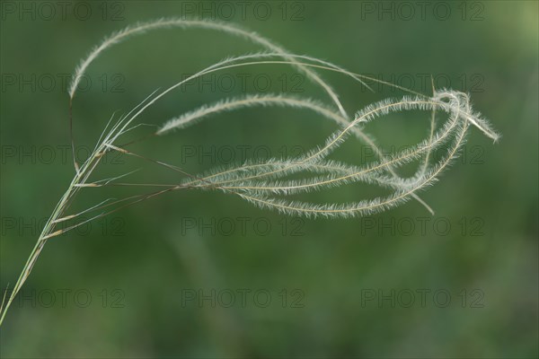 True feather grass (Stipa pennata), filigree, fine, thin, grass, grasses, Grainberg-Kalbenstein,